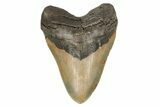 Huge, Fossil Megalodon Tooth - North Carolina #192854-2